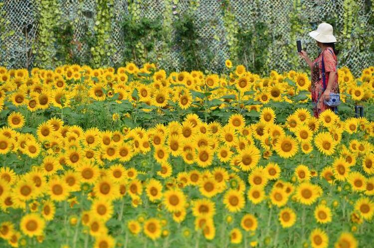 公園裏的治愈係花海