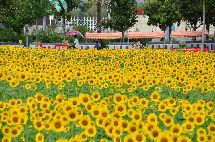 公園裏的治愈係花海