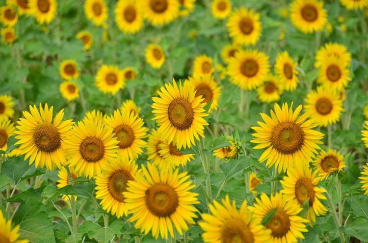 公園裏的治愈係花海