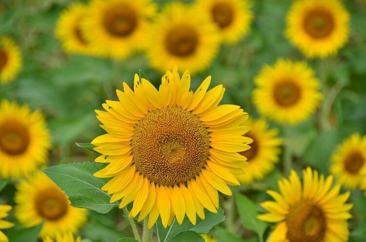 公園裏的治愈係花海