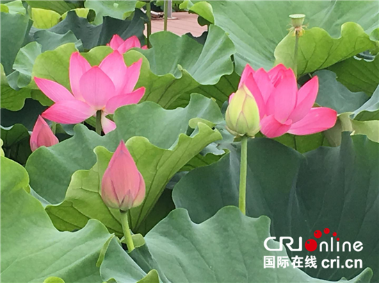 “城市綠肺+城市花園” 西安浐灞生態區開啟“怒放模式”