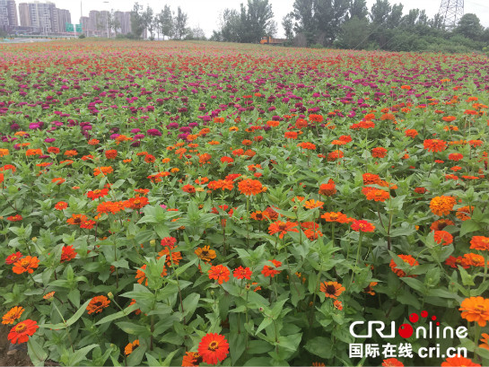 “城市綠肺+城市花園” 西安浐灞生態區開啟“怒放模式”