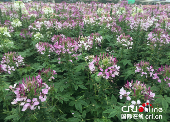 “城市綠肺+城市花園” 西安浐灞生態區開啟“怒放模式”