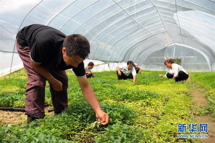 陜西寧陜：特色産業助農增收_fororder_林麝3