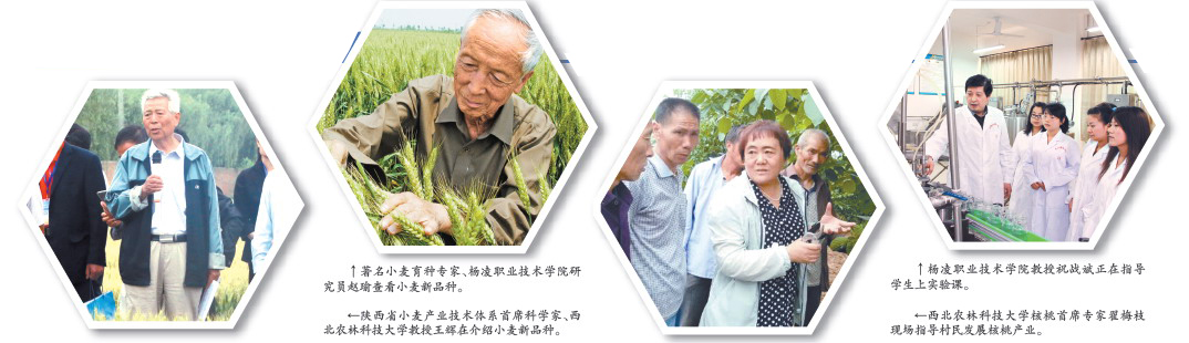 現代農科夢 綠色新楊淩