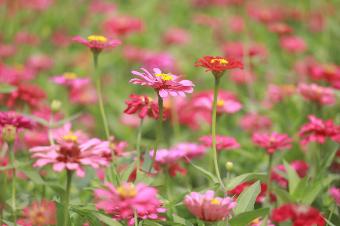 西安高新區洨河生態公園花海盛放 各色鮮花流光煥彩