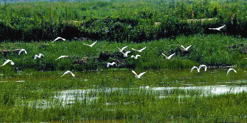 大荔黃河濕地鳥兒飛