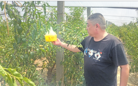 “一帶一路”創業潮 把大荔冬棗賣到加拿大