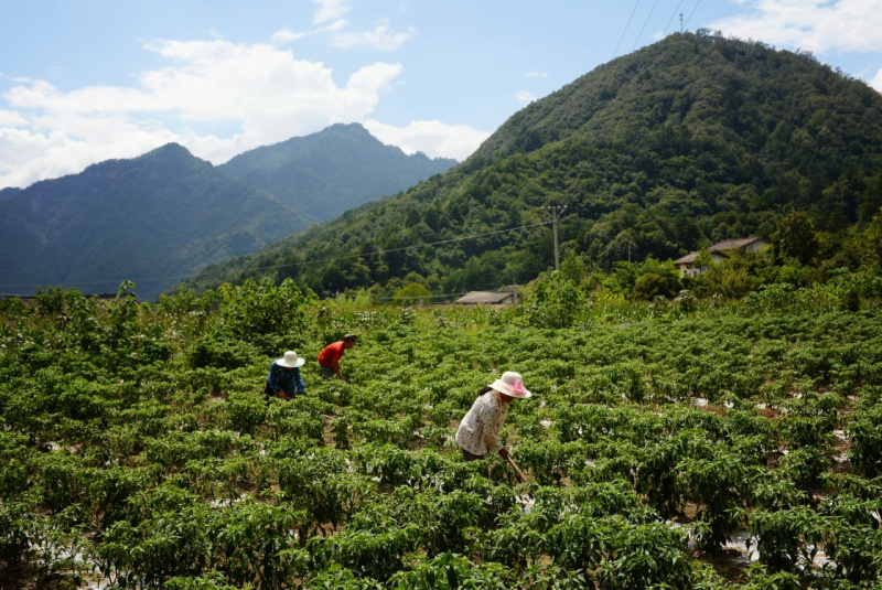 陜西寧陜：把“綠水青山”變成貧困戶的“金山銀山”