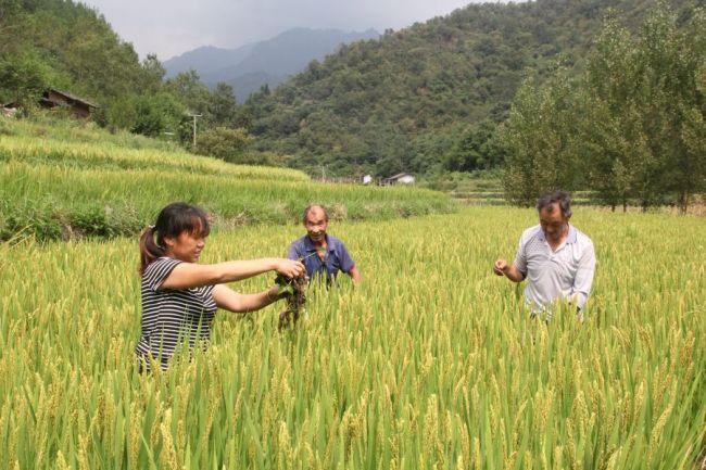 【攻堅路上黨支部】“精準”黨建，如何助推寧陜這座小山村“精準扶貧”