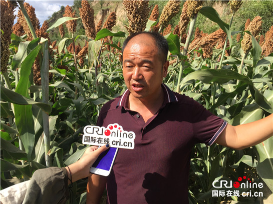 大紅高粱“燃”起陜西佳縣農民脫貧致富新希望
