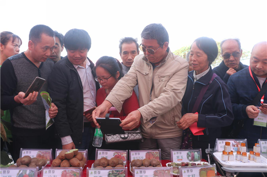 陜西周至：打造獼猴桃産業新高地 集聚大扶貧工作新動能