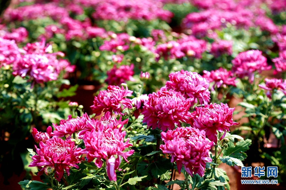 （不簽）涇河新城：菊綻秋景盛 歸心醉田園