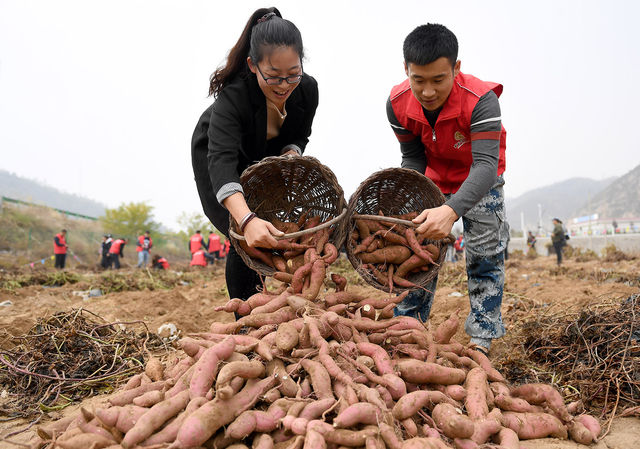 陜西延安：小小紅薯助力老區百姓脫貧增收
