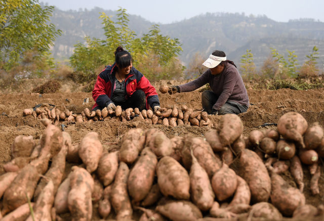 陜西延安：小小紅薯助力老區百姓脫貧增收