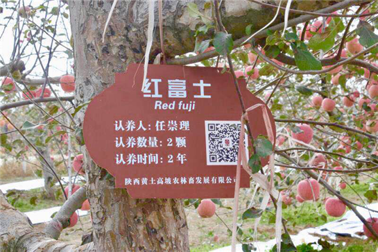 陜西富縣：“整理”出的蘋果産業“附加值”