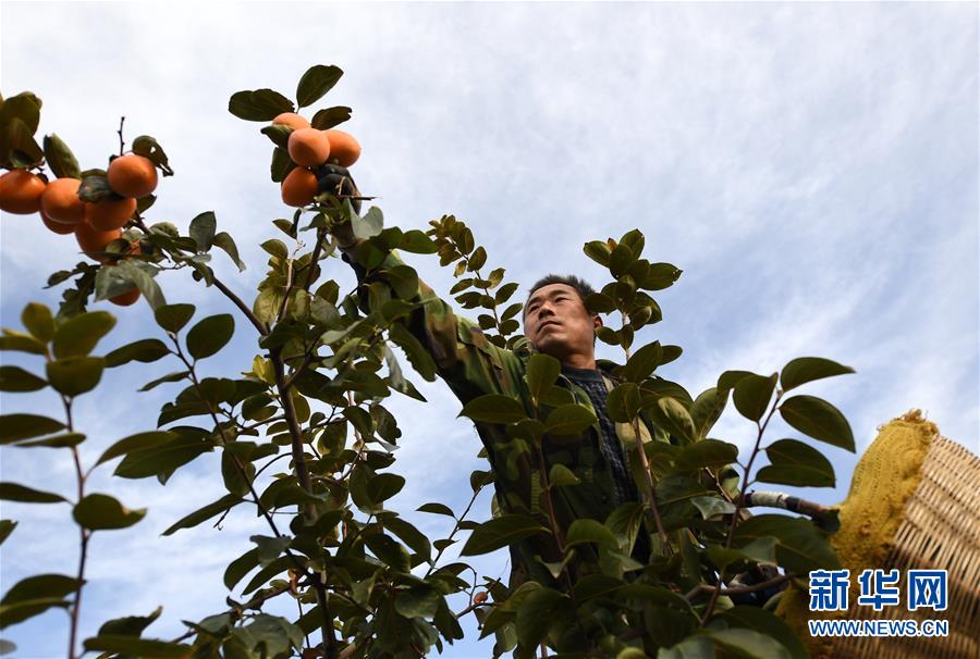 陜西富平：金秋柿紅豐收年