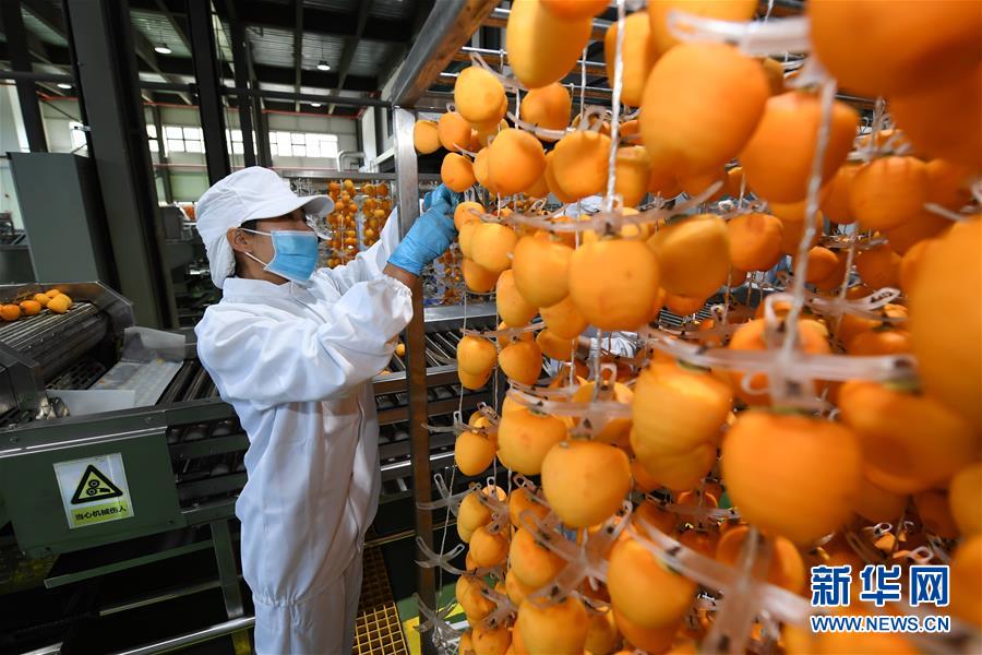 陜西富平：金秋柿紅豐收年