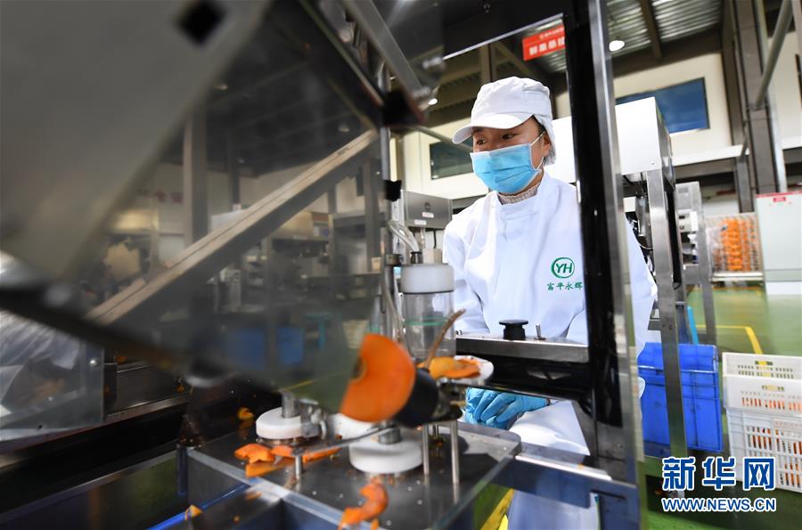 陜西富平：金秋柿紅豐收年