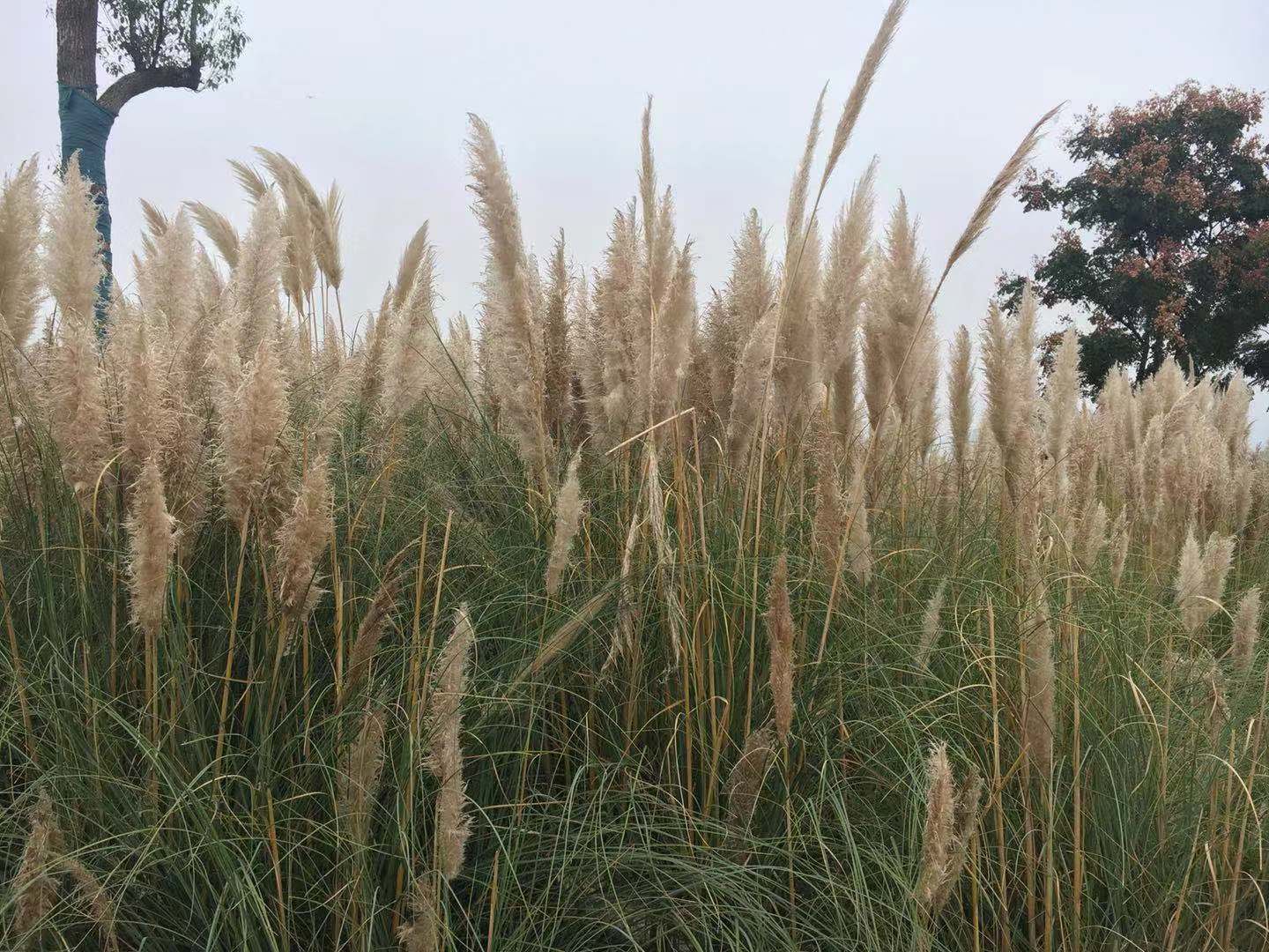 【美麗中國·網絡媒體生態行】漢中這片“網紅蘆葦地”驚艷全國