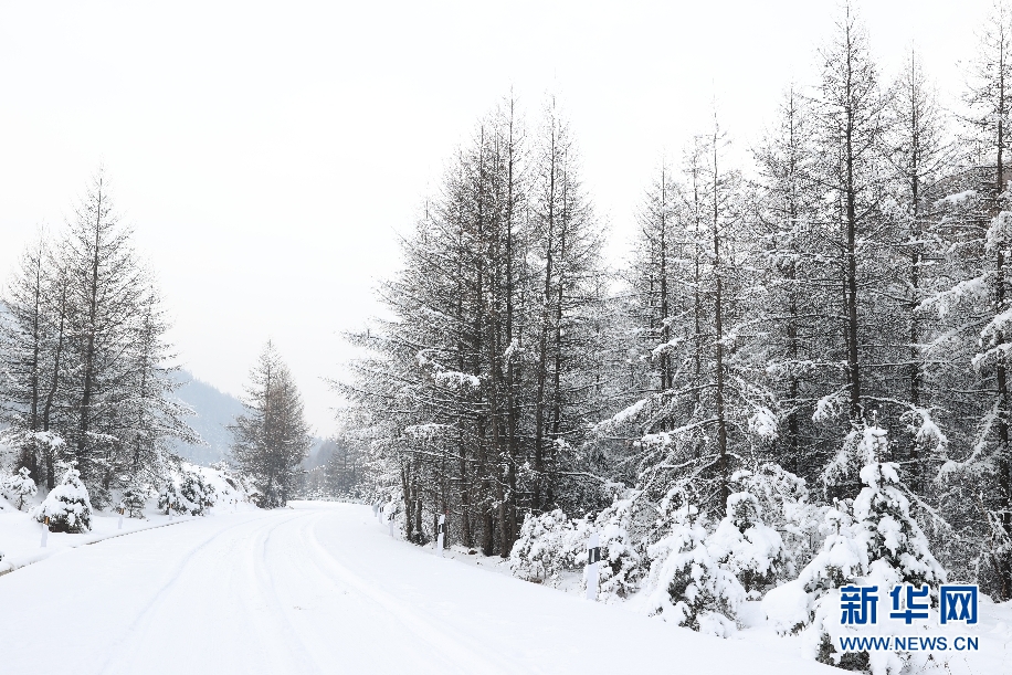 雪落管涔山 松樹披銀裝