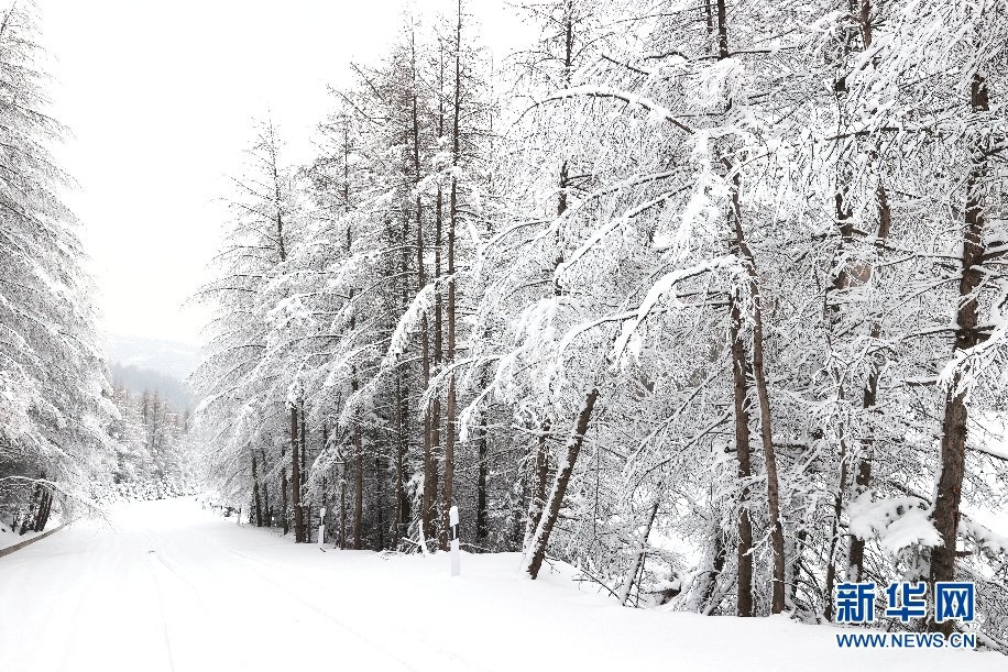 雪落管涔山 松樹披銀裝