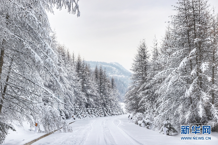 雪落管涔山 松樹披銀裝