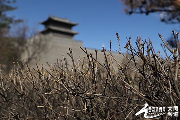 大同：初春，聆聽花開的聲音