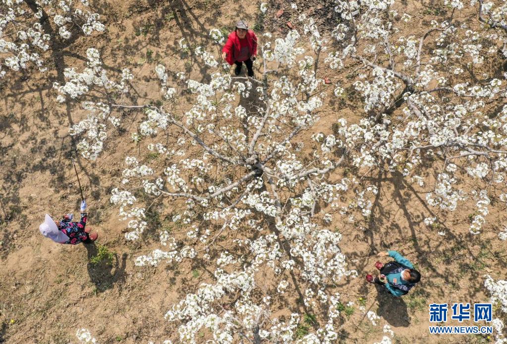 運城稷山：梨花風起正清明 田間地頭農事忙