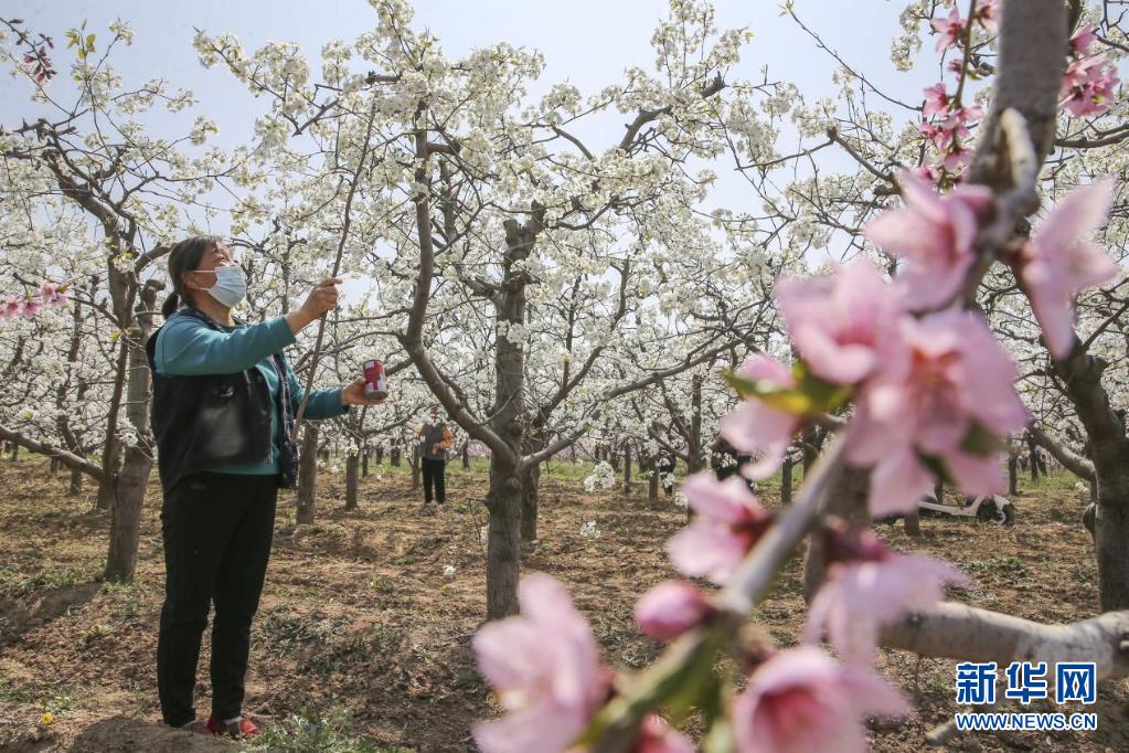 運城稷山：梨花風起正清明 田間地頭農事忙