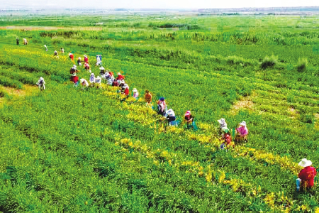 大同黃花：致富花開千萬家