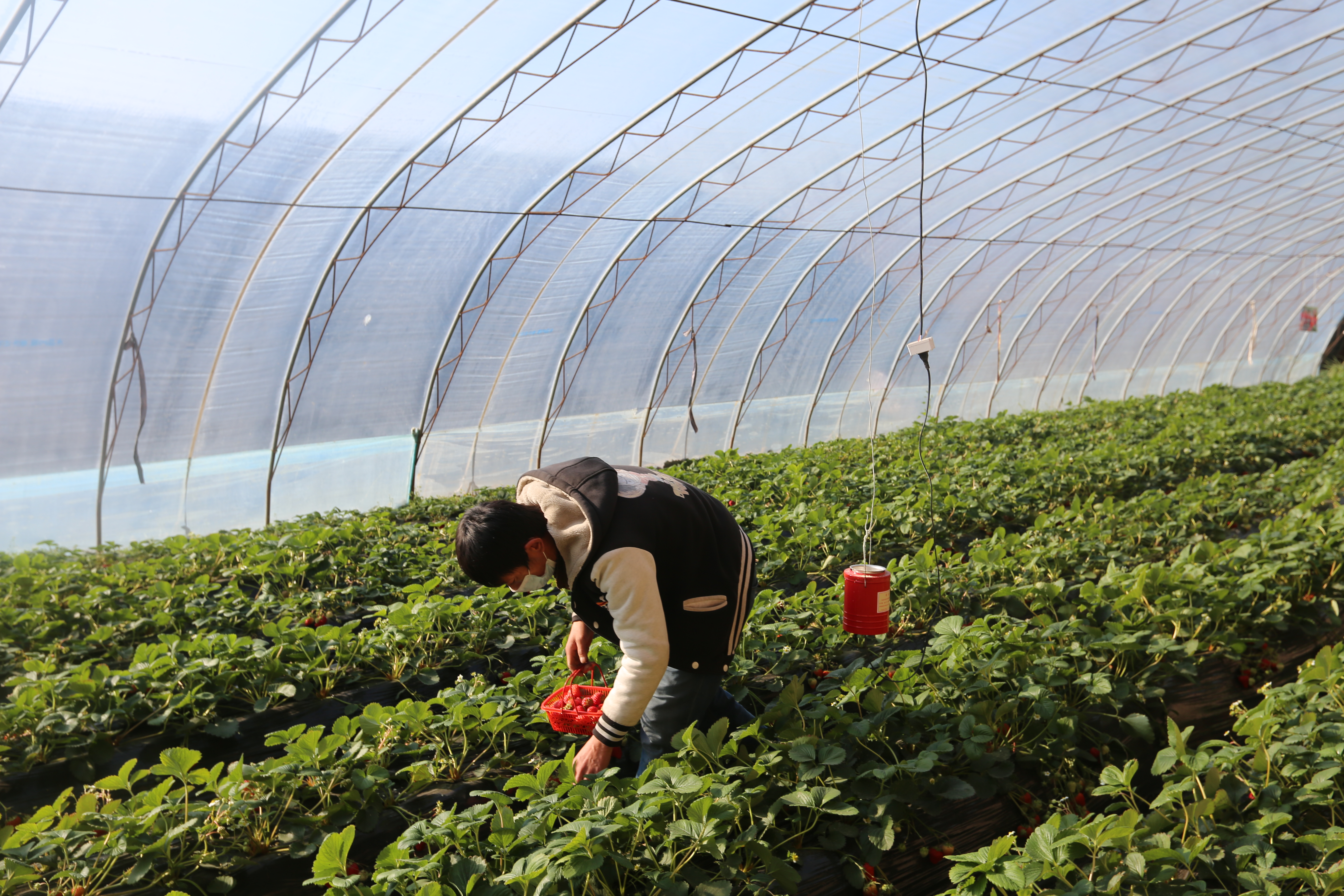 新春走基層｜晉源區五府營村：紅了草莓 富了口袋