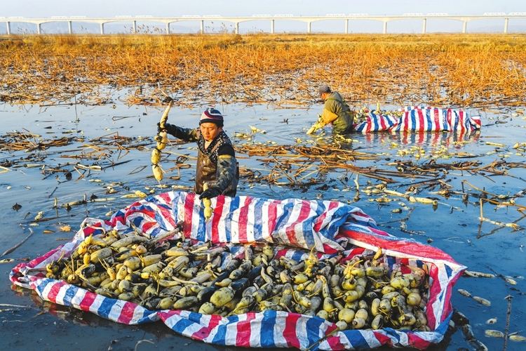 山西永濟市黃河灘：形成萬畝蓮藕種植基地 年産2000多萬公斤_fororder_f6b38cb45e8f574f0830f92752ff3340