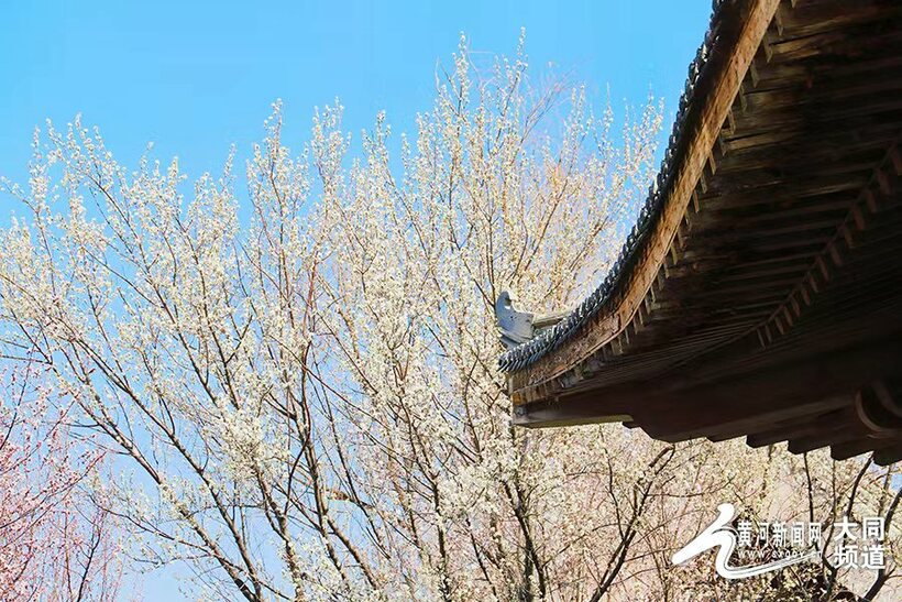 桃花始盛開！古城大同春意盎然