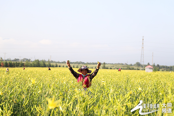 大同雲州區綻放豐收圖 小黃花鋪就致富路