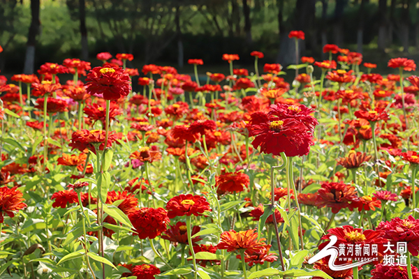 大同：秋花也爛漫 賞花正當時
