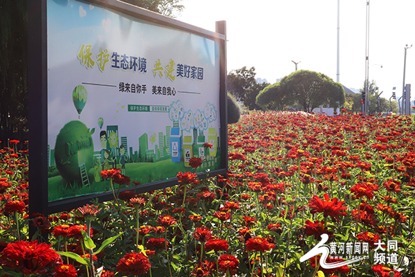 大同：秋花也爛漫 賞花正當時