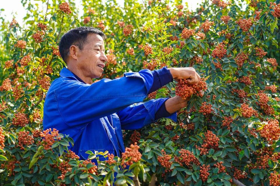 山西：黃河古渡融入富足祥和好日子