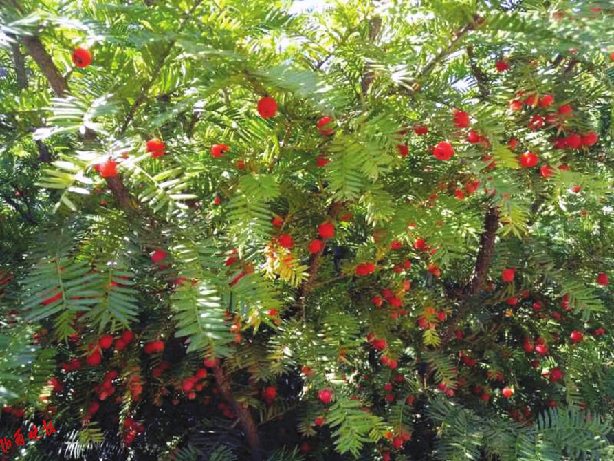 山西省劃分5大野生動植物保護區_fororder_1