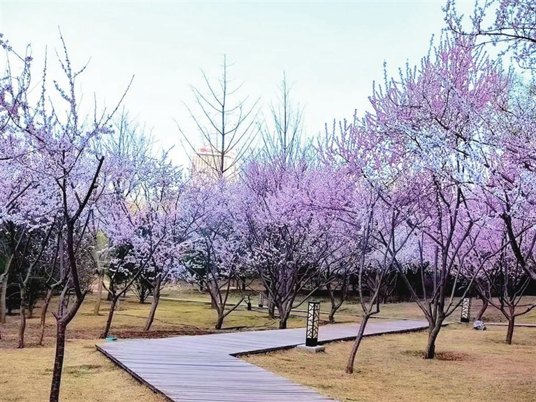 春色滿園關不住 龍城無處不飛花_fororder_1