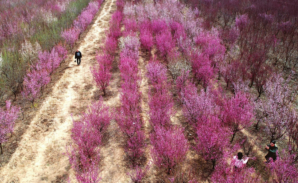 梅花綻放春意濃_fororder_1