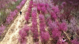 梅花綻放春意濃