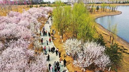 太原：晉陽湖畔桃花艷