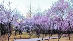 春色滿園關不住 龍城無處不飛花
