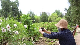 大同公園第四屆牡丹芍藥花會開展