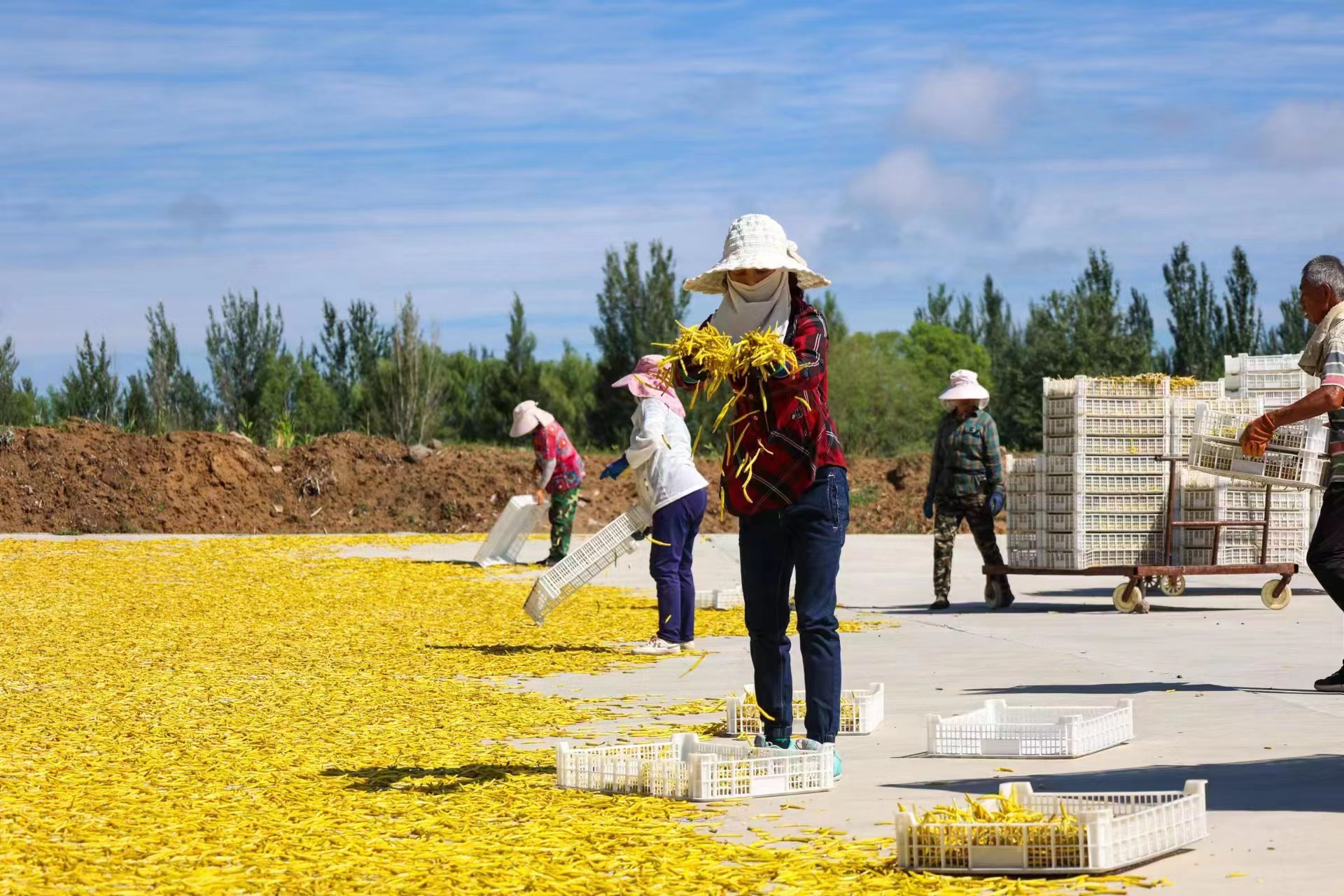 大同市雲州區全力推進黃花特色專業鎮建設_fororder_1