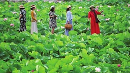 太原：盛夏賞荷