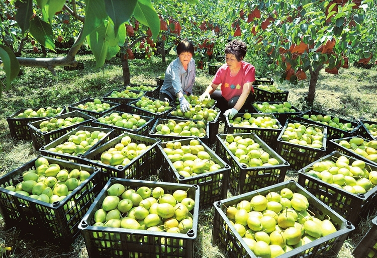 運城：萬榮縣紅香酥梨種植面積達2000畝_fororder_395ea37fb74d23da32cb522fcf97cb66