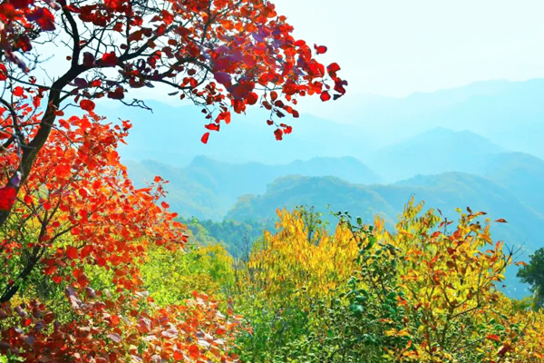 長治市仙堂山：紅葉滿山惹人“醉”