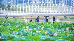 山西運城：夏荷初綻